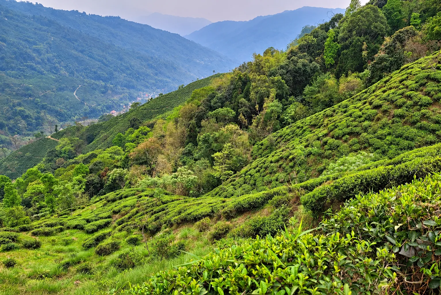 Teegarten an einem steilen, bewaldeten Hang in Darjeeling